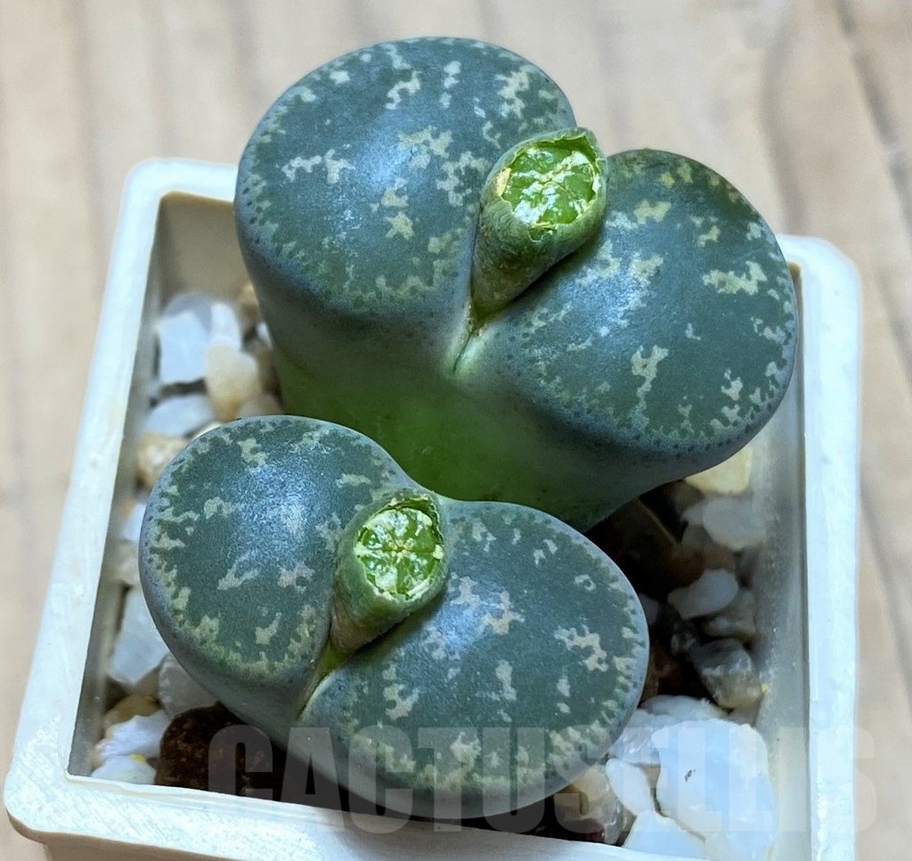 SH21091 Lithops lesliei -Pietersburg- SH1627