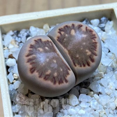 SH21105 Lithops julii 'Kikushogiyoku'