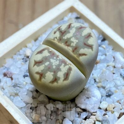 SH21110 Lithops dorotheae