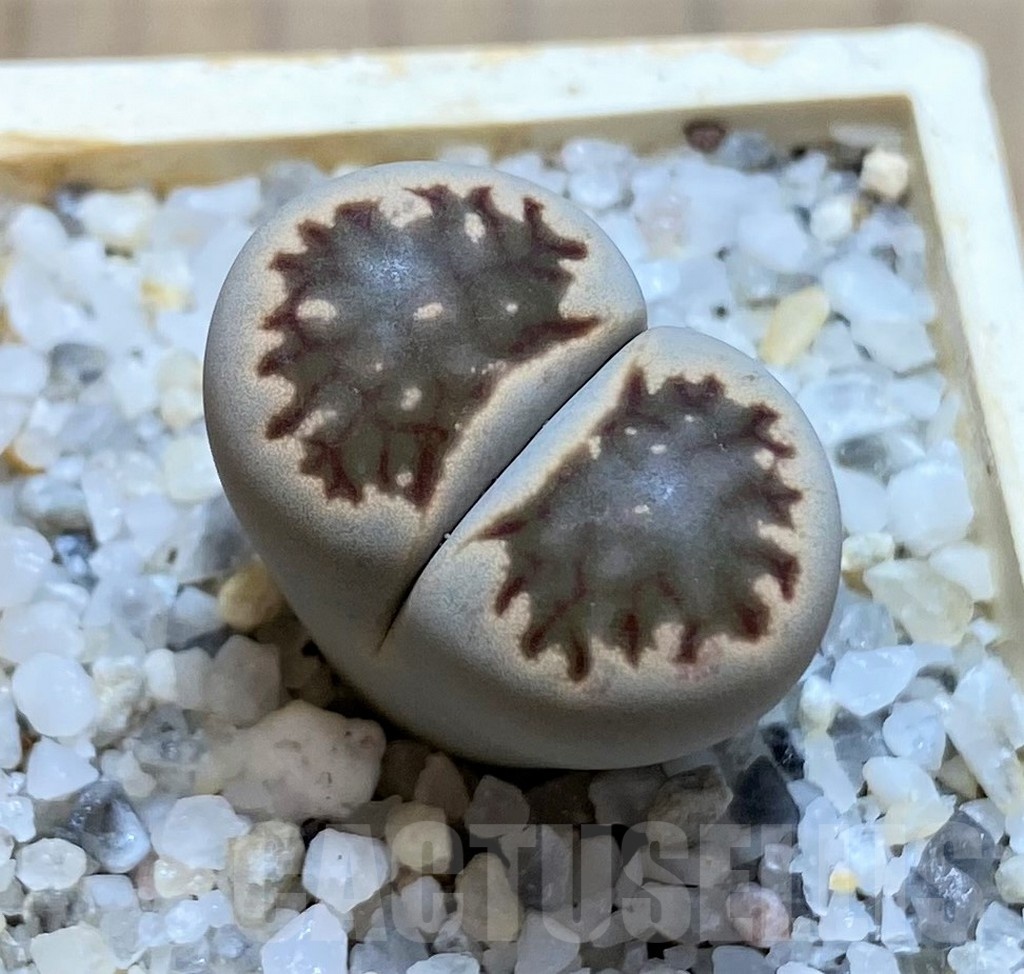 SH21113 Lithops julii 'Kikushogiyoku' hybrid