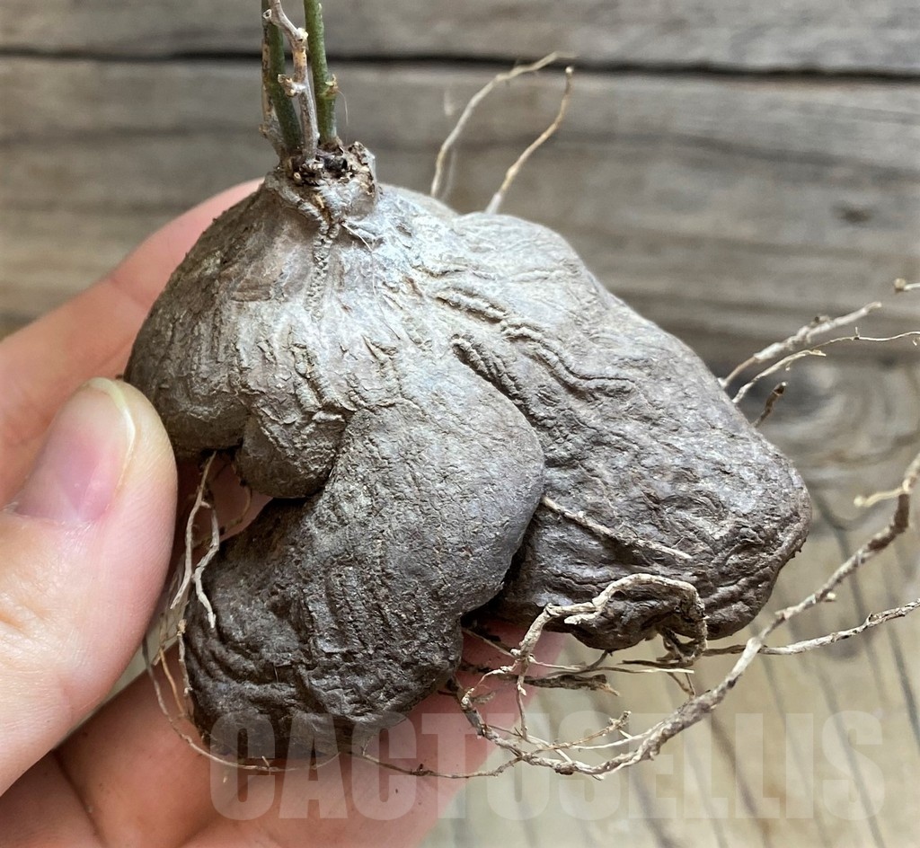 SH21079 Dioscorea sylvatica