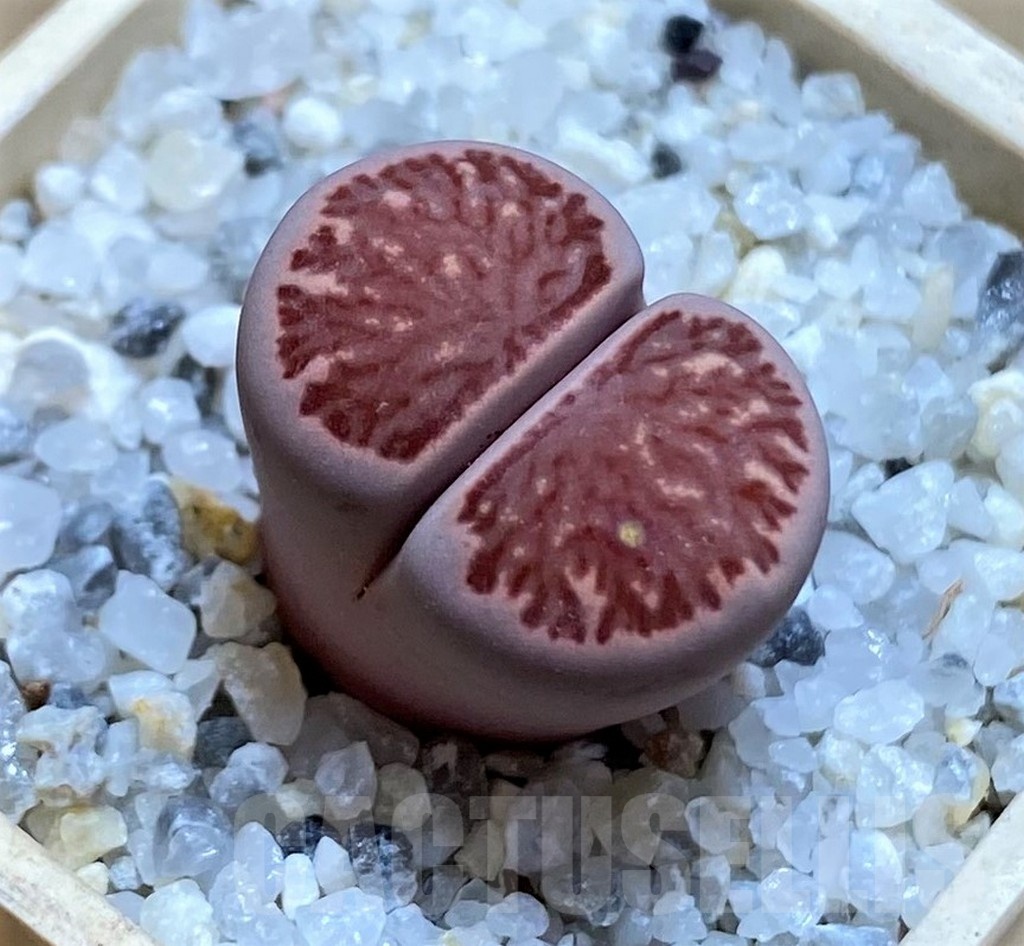 SH21117 Lithops julii 'Kikushogiyoku' x salicola 'Sato's Violet' hybrid