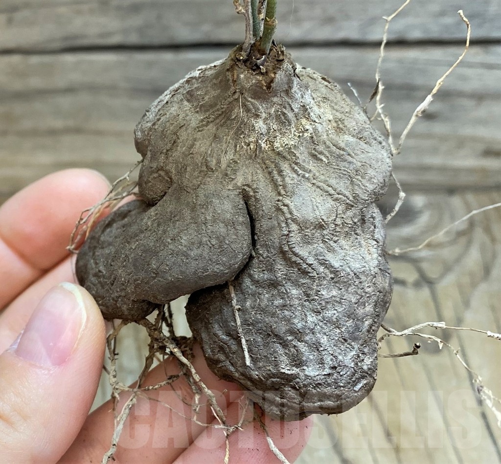 SH21079 Dioscorea sylvatica - Image 2