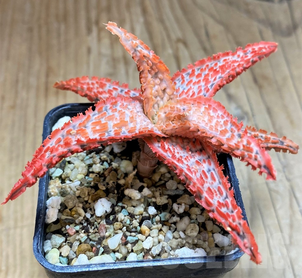 SH21125 Aloe TCT hybrid - Image 2
