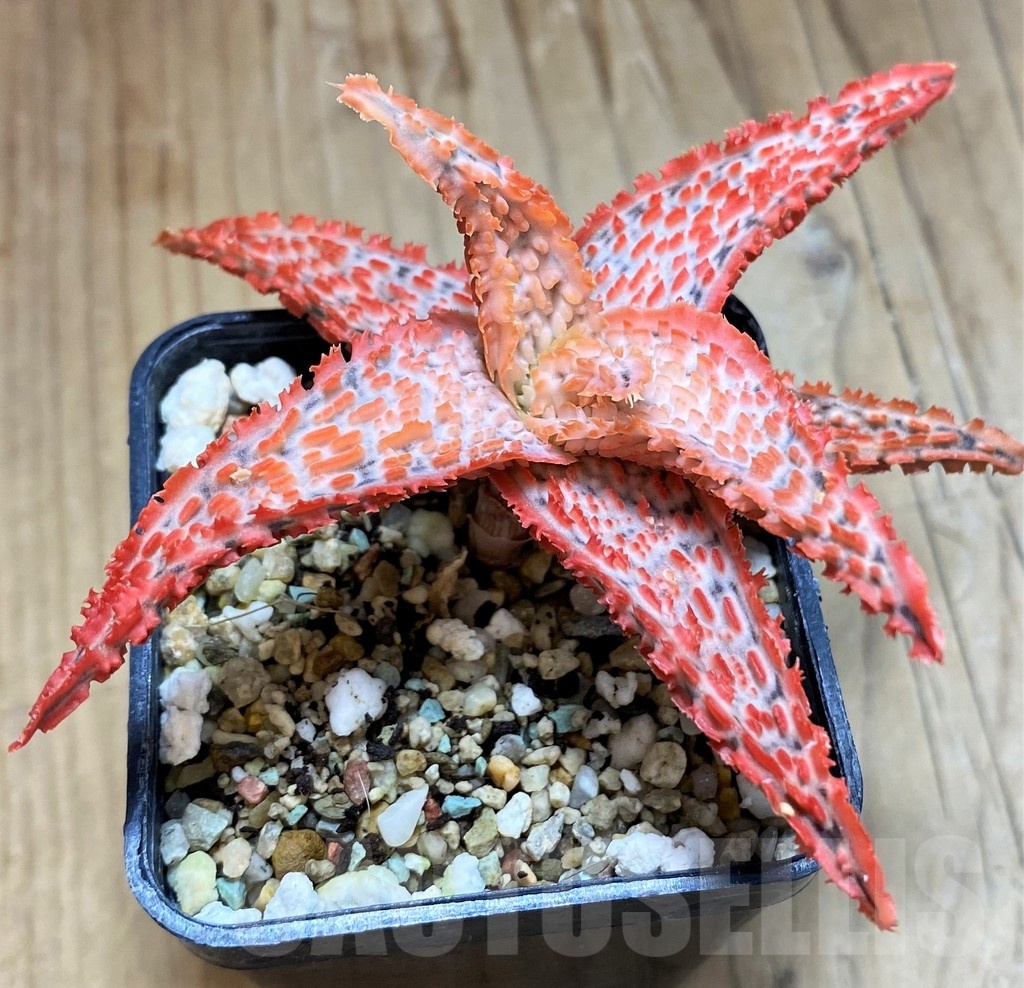 SH21125 Aloe TCT hybrid
