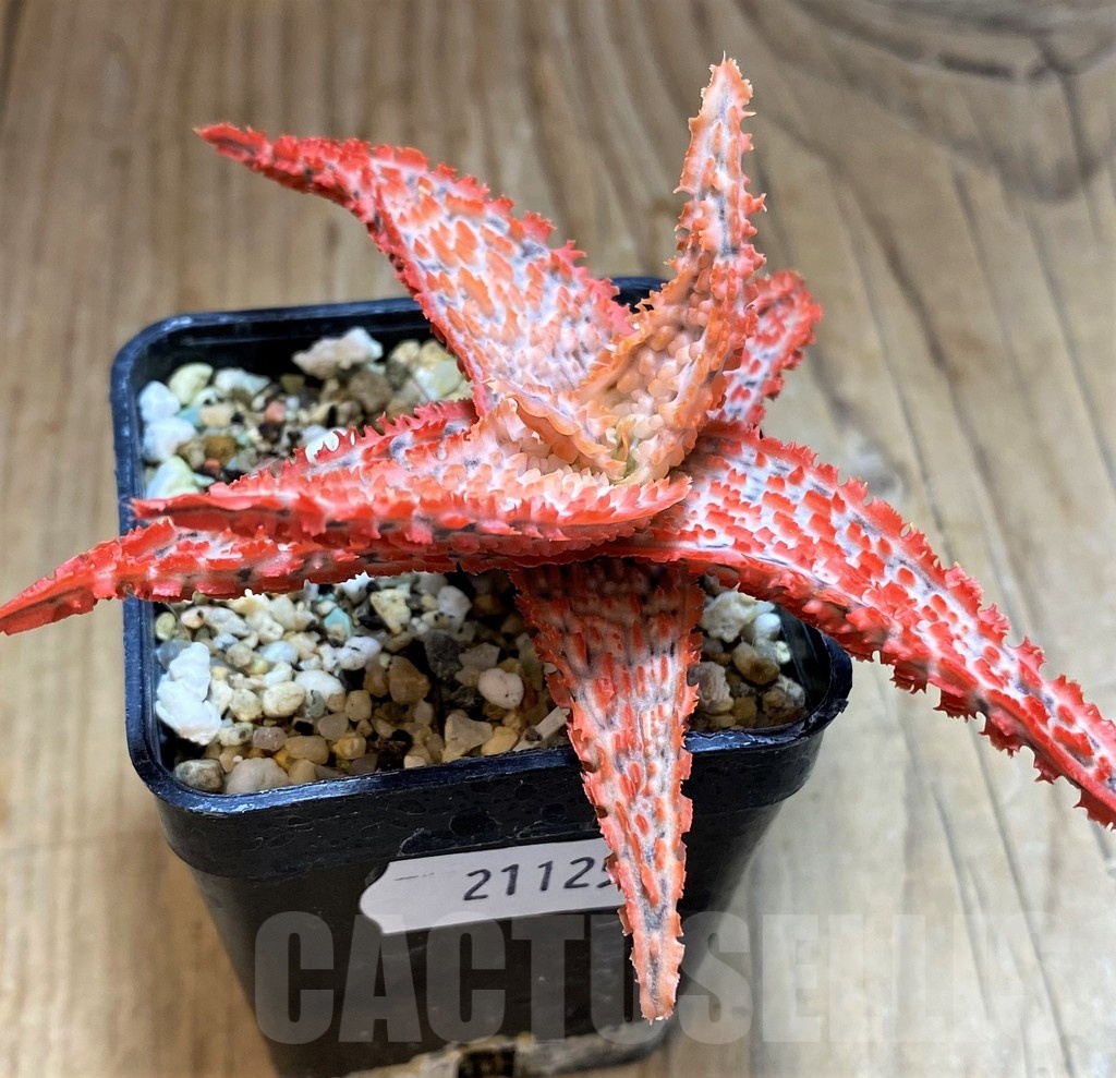 SH21125 Aloe TCT hybrid - Image 3