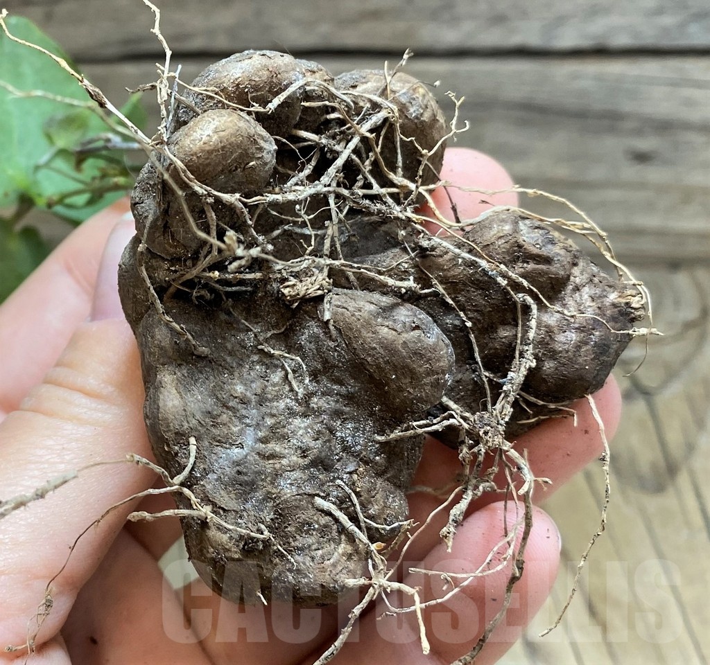 SH21079 Dioscorea sylvatica - Image 3