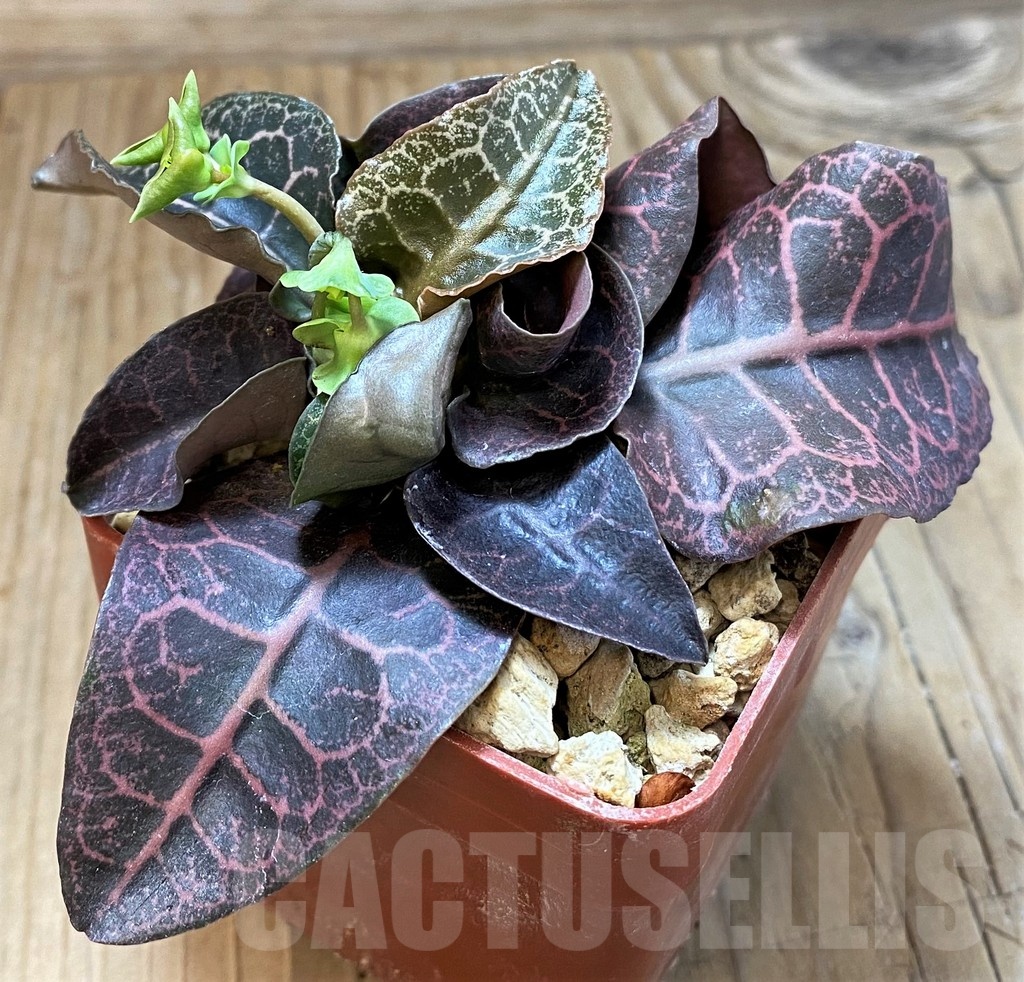 SH6604 Euphorbia francoisii hybrid - Image 3
