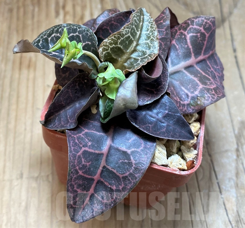 SH6604 Euphorbia francoisii hybrid - Image 2