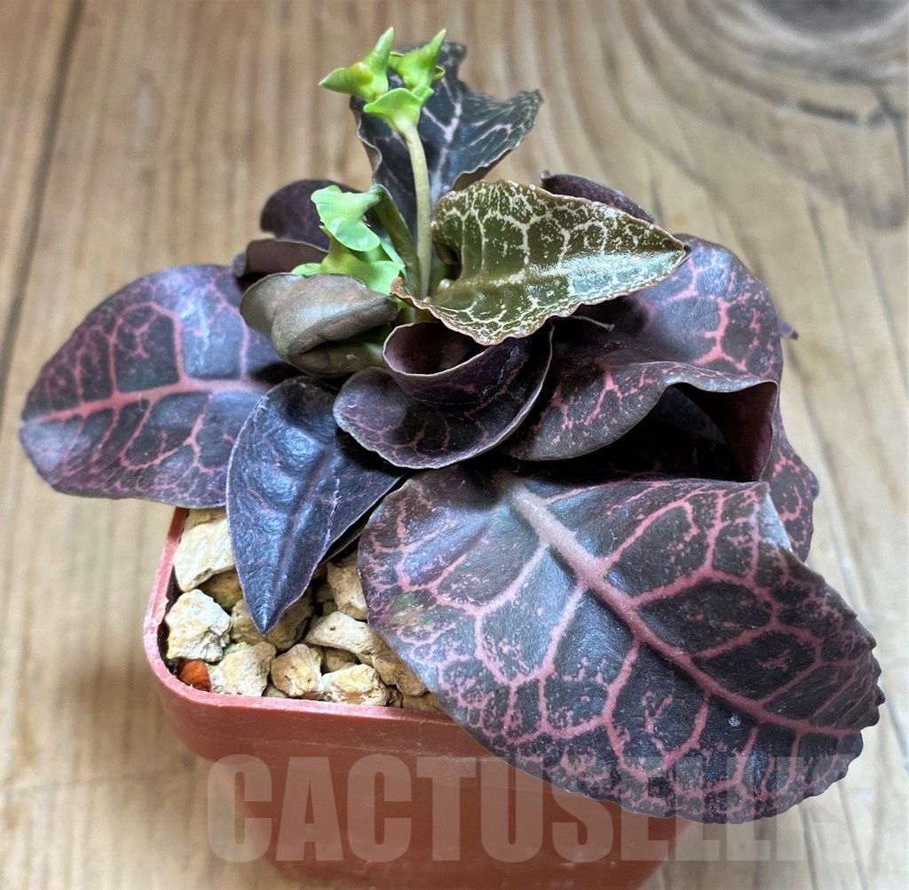 SH6604 Euphorbia francoisii hybrid