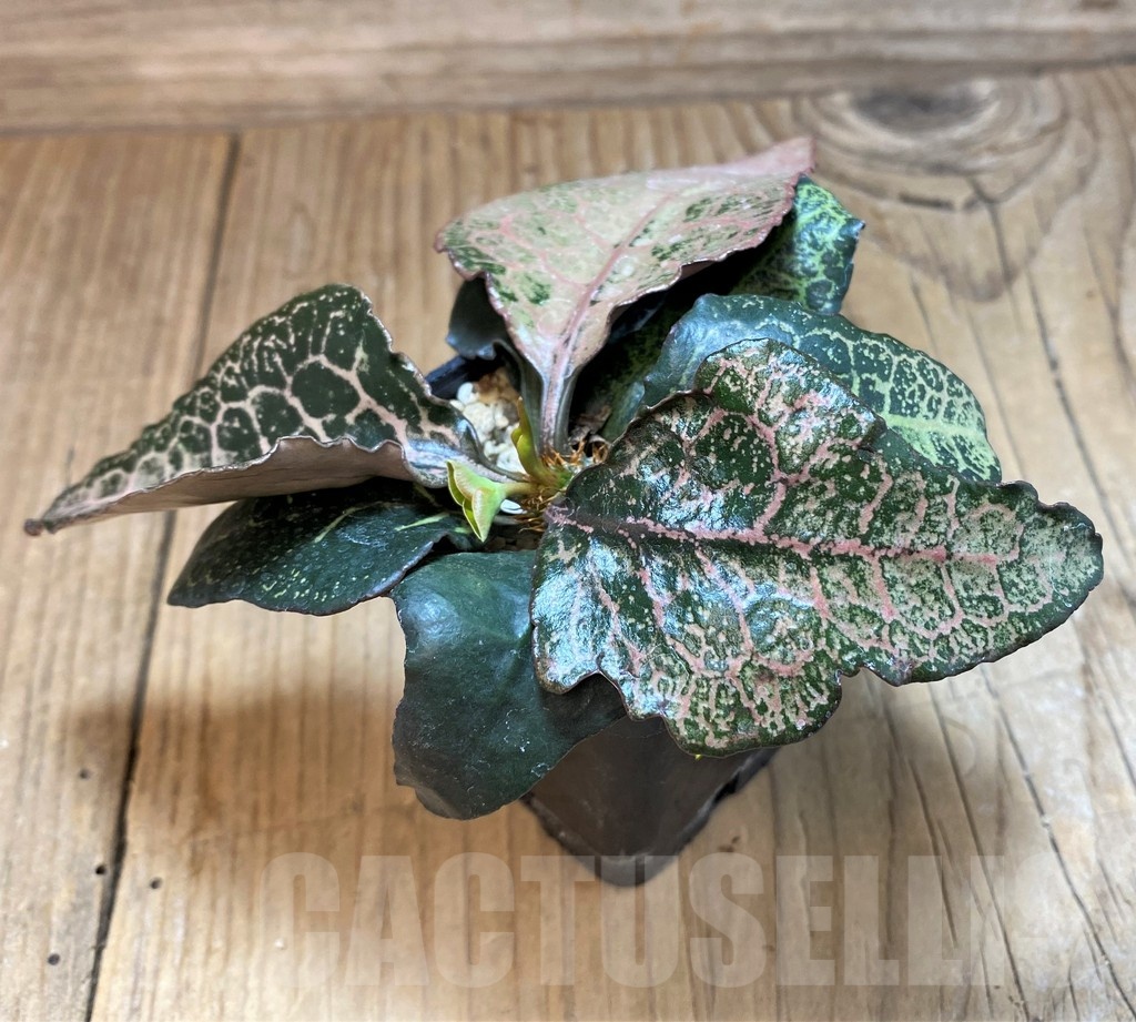 SH16950 Euphorbia francoisii hybrid - Image 3