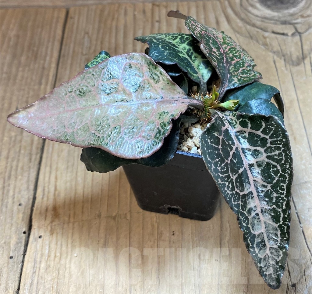 SH16950 Euphorbia francoisii hybrid