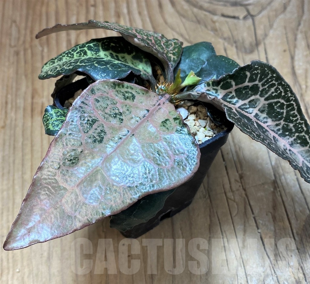 SH16950 Euphorbia francoisii hybrid - Image 2