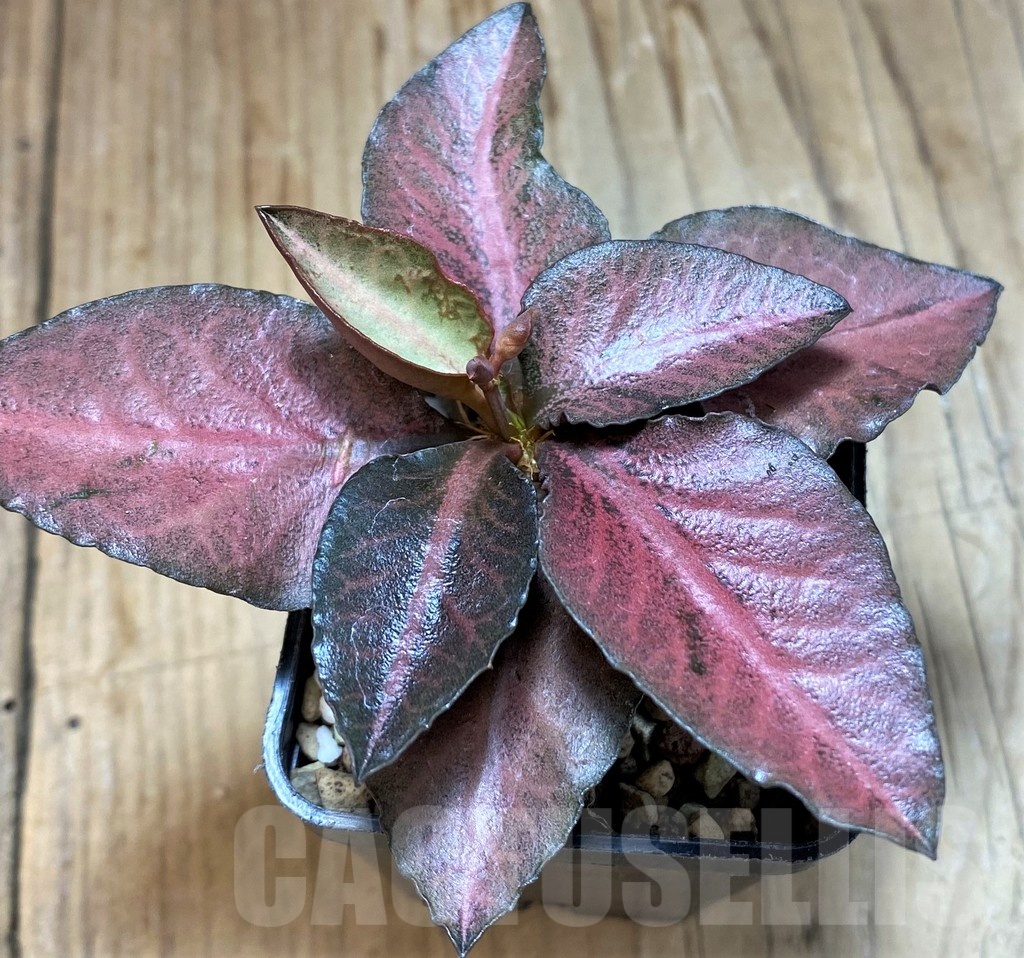 SH17781 Euphorbia francoisii hybrid