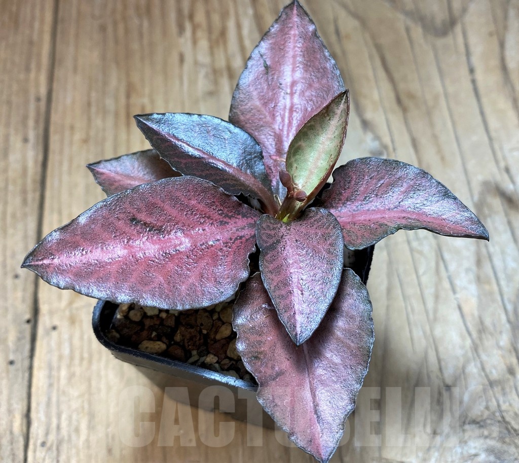 SH17781 Euphorbia francoisii hybrid - Image 2
