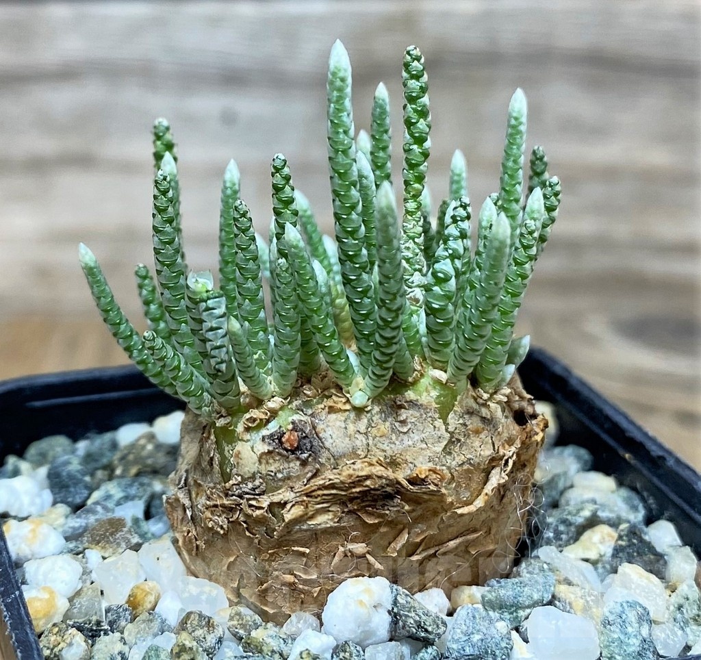 SH12238 Avonia alstonii