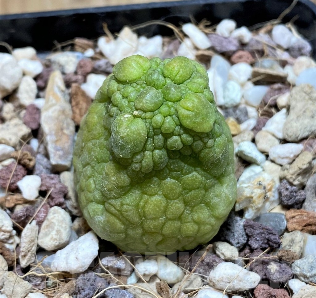 YAR21135 Pseudolithos eylensis - Image 3