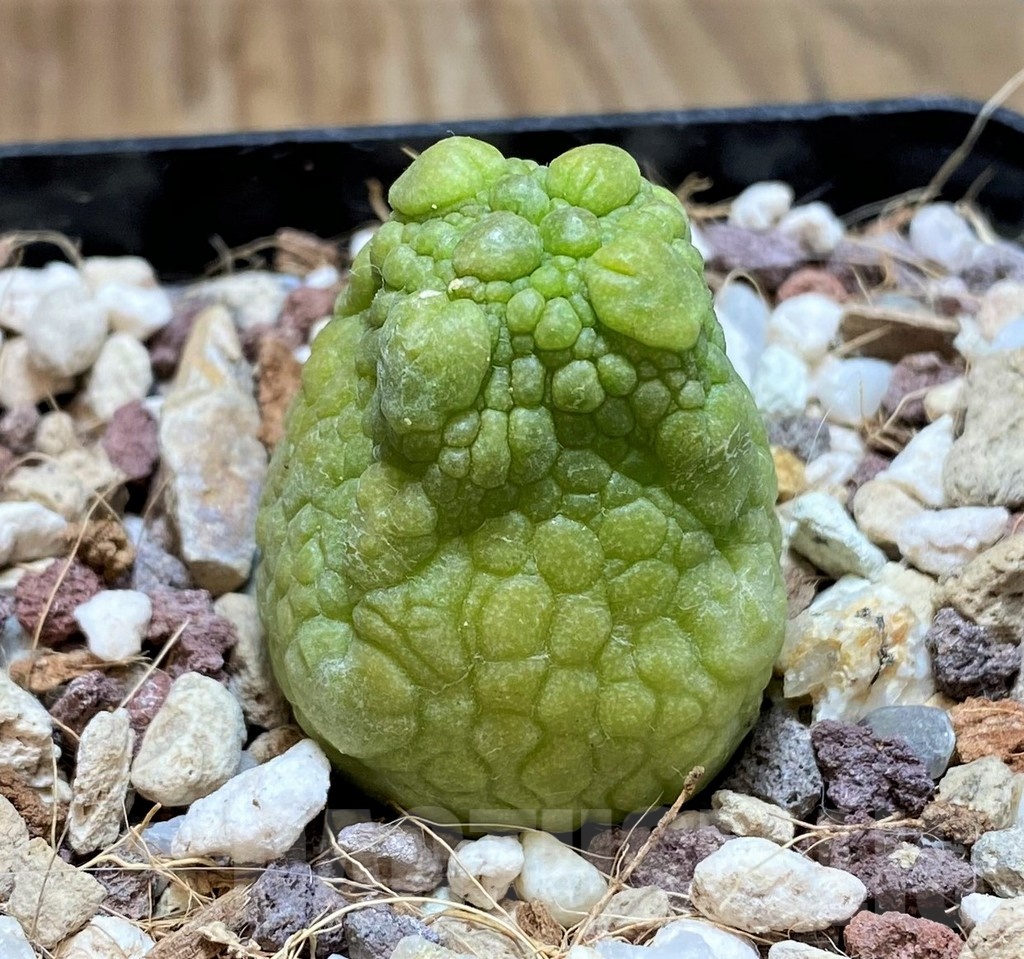 YAR21135 Pseudolithos eylensis - Image 2