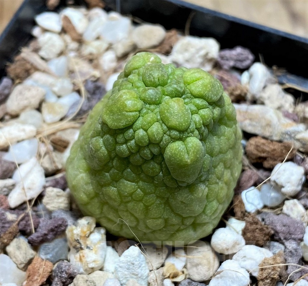 YAR21135 Pseudolithos eylensis