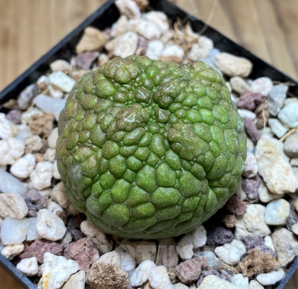 YAR21137 Pseudolithos eylensis - Image 2