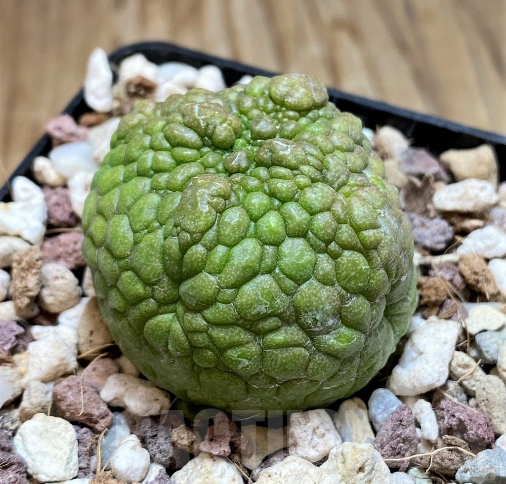 YAR21137 Pseudolithos eylensis