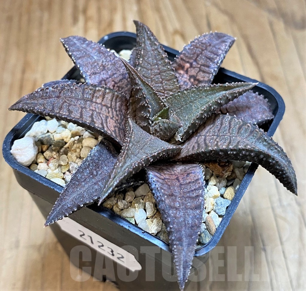 SH21232 Haworthia koelmaniorum 'Dragon King' - Image 2