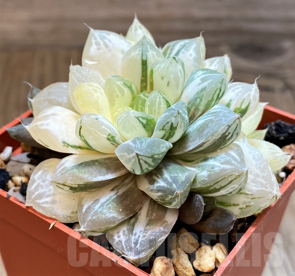 SH21233 Haworthia cooperi f. variegata - Image 2