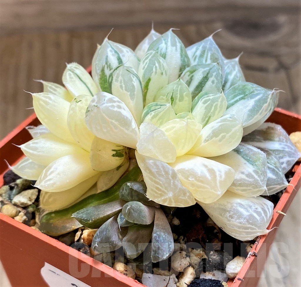 SH21233 Haworthia cooperi f. variegata - Image 3