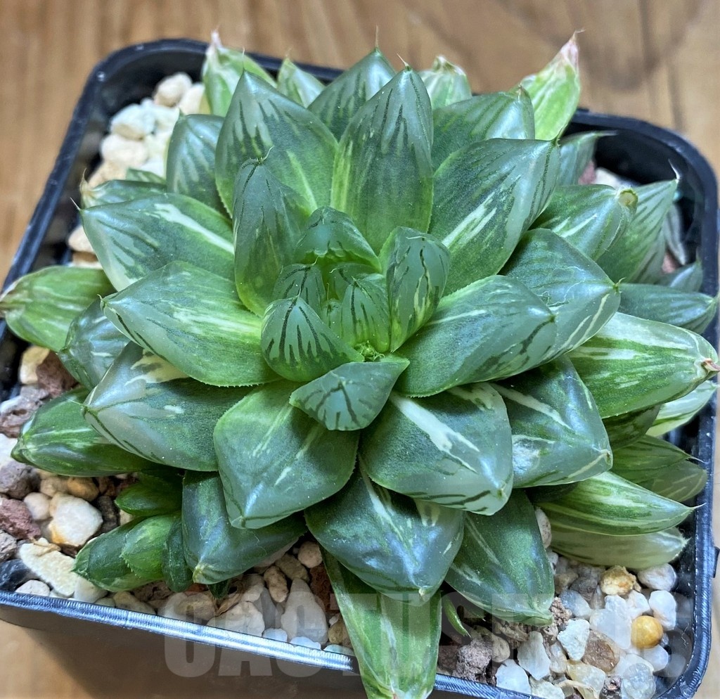 SH21234 Haworthia obtusa 'Hanabi' f. variegata - Image 3