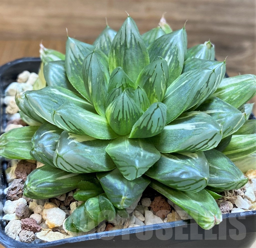 SH21234 Haworthia obtusa 'Hanabi' f. variegata - Image 2