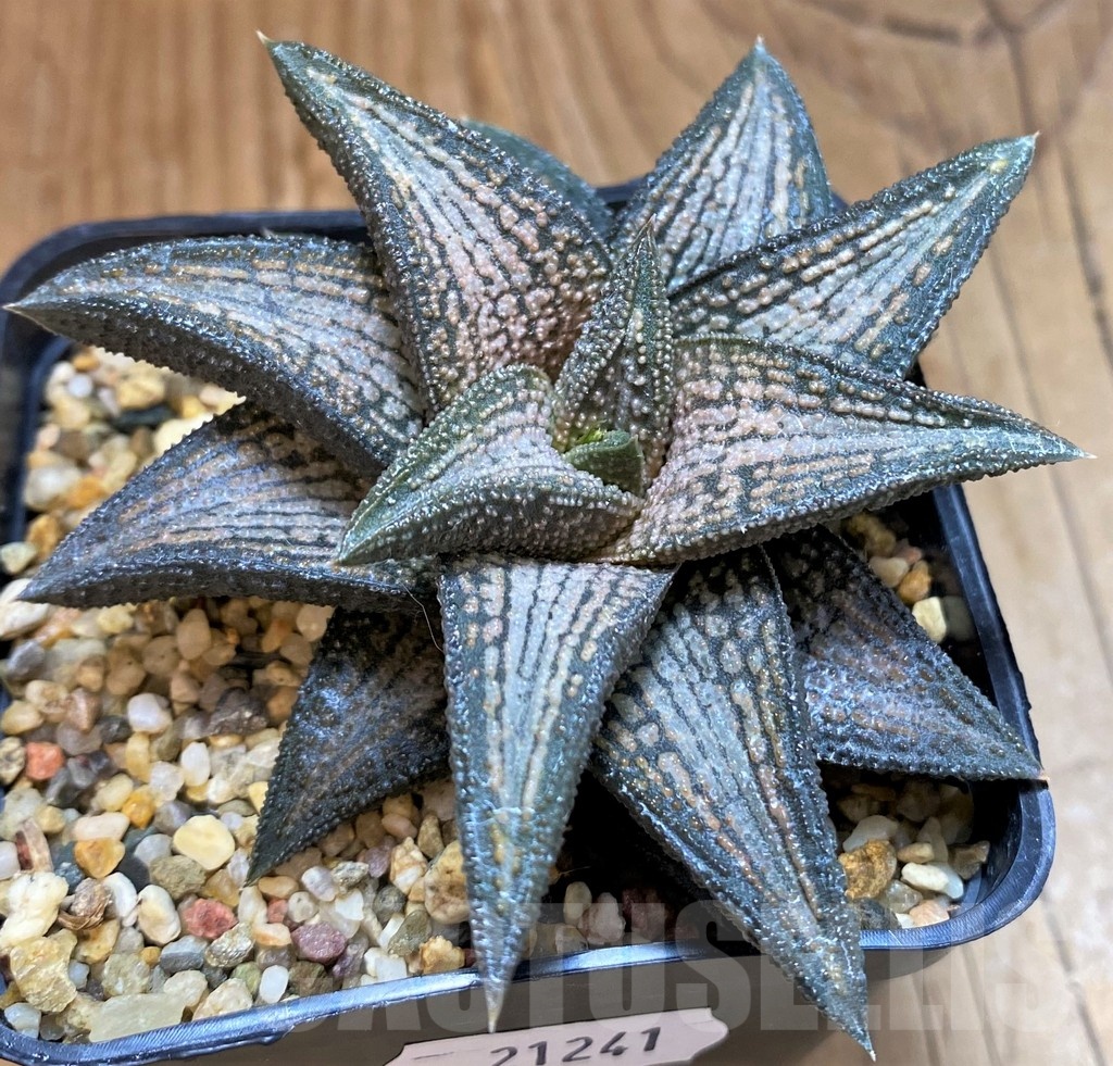 SH21241 Haworthia 'Kintaikyo' - Image 2