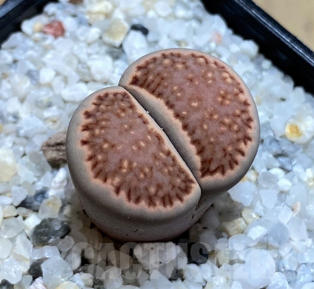 SH21243 Lithops julii 'Kikushogiyoku' hybrid