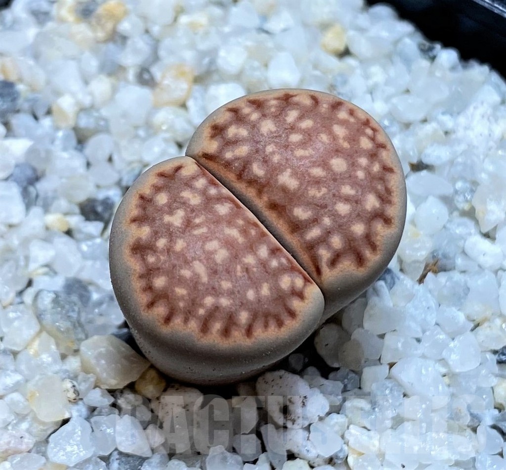 SH21244 Lithops julii 'Kikushogiyoku' hybrid