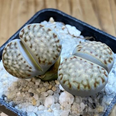 SH21247 Lithops julii ssp. fulleri