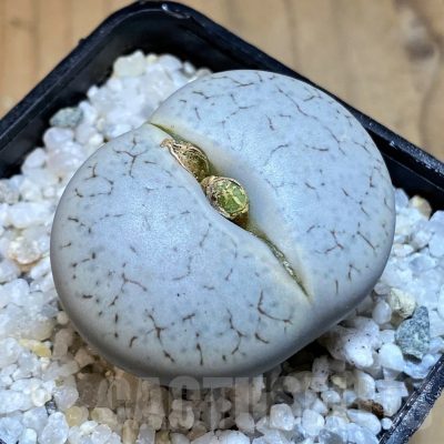 SH21251 Lithops pseudotruncatella ssp. volkii C65