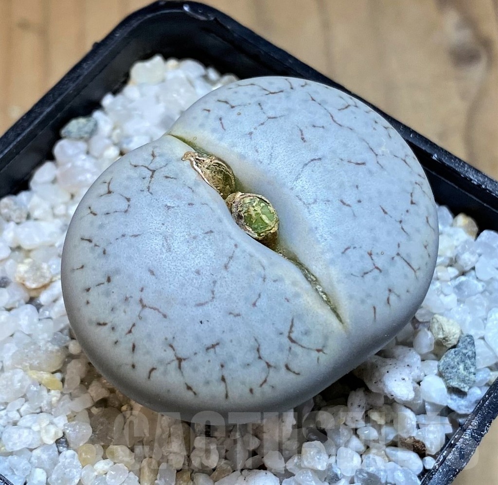 SH21251 Lithops pseudotruncatella ssp. volkii C65