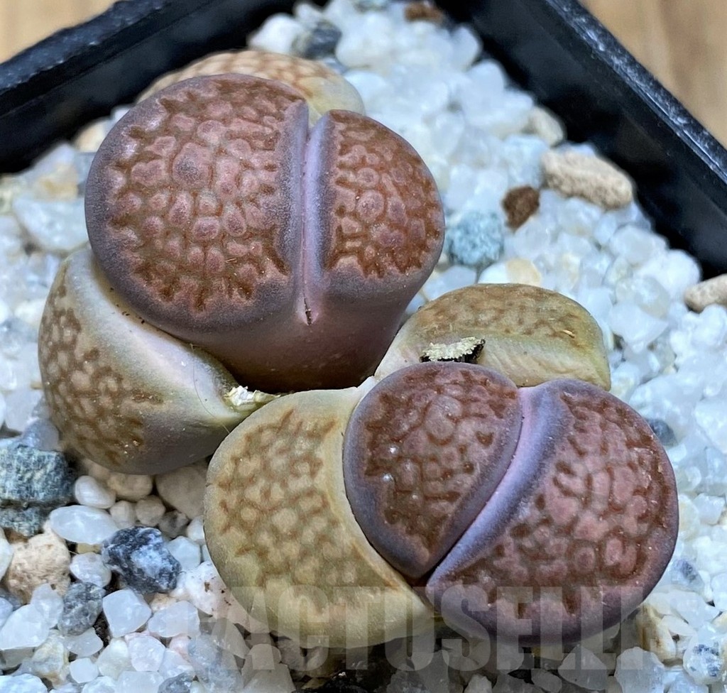 SH21252 Lithops halii