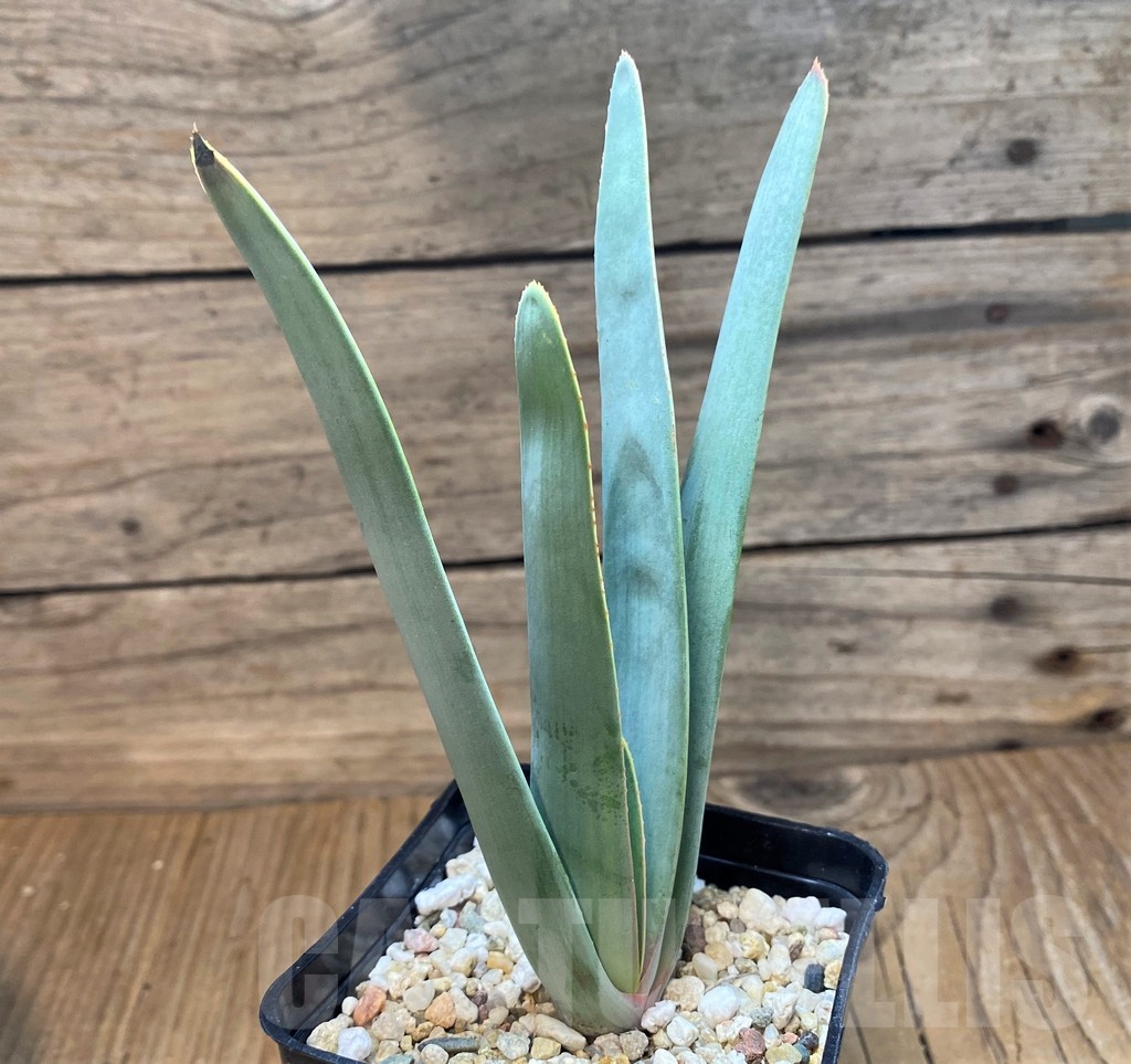 SH21207 Aloe plicatilis