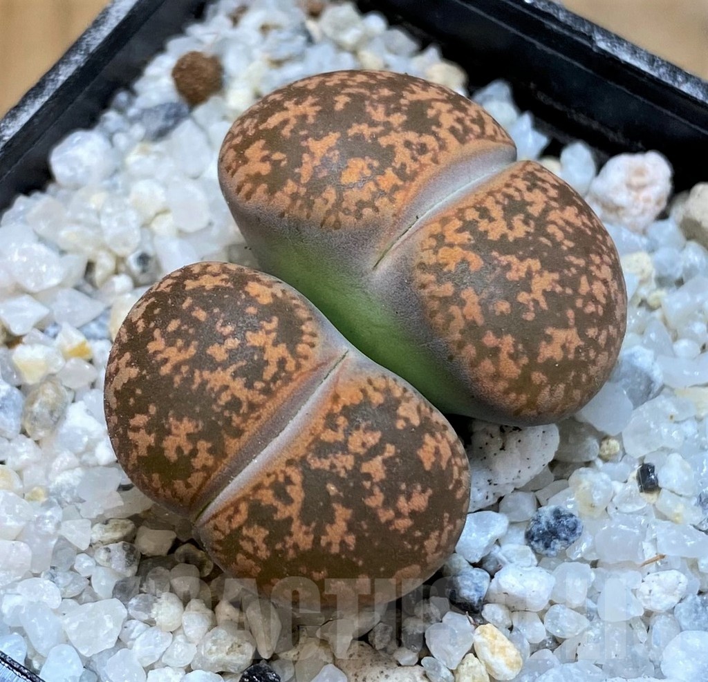 SH21254 Lithops lesliei v. hornii C364
