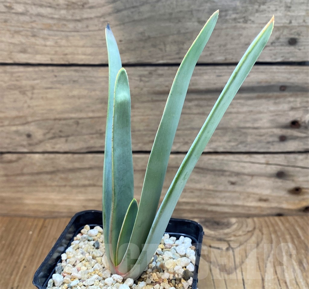 SH21207 Aloe plicatilis - Image 2