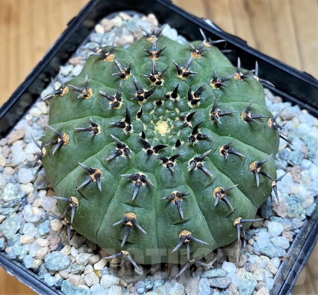 SH21261 Gymnocalycium bodenbenderianum ‘Black Spine’ -Japan-