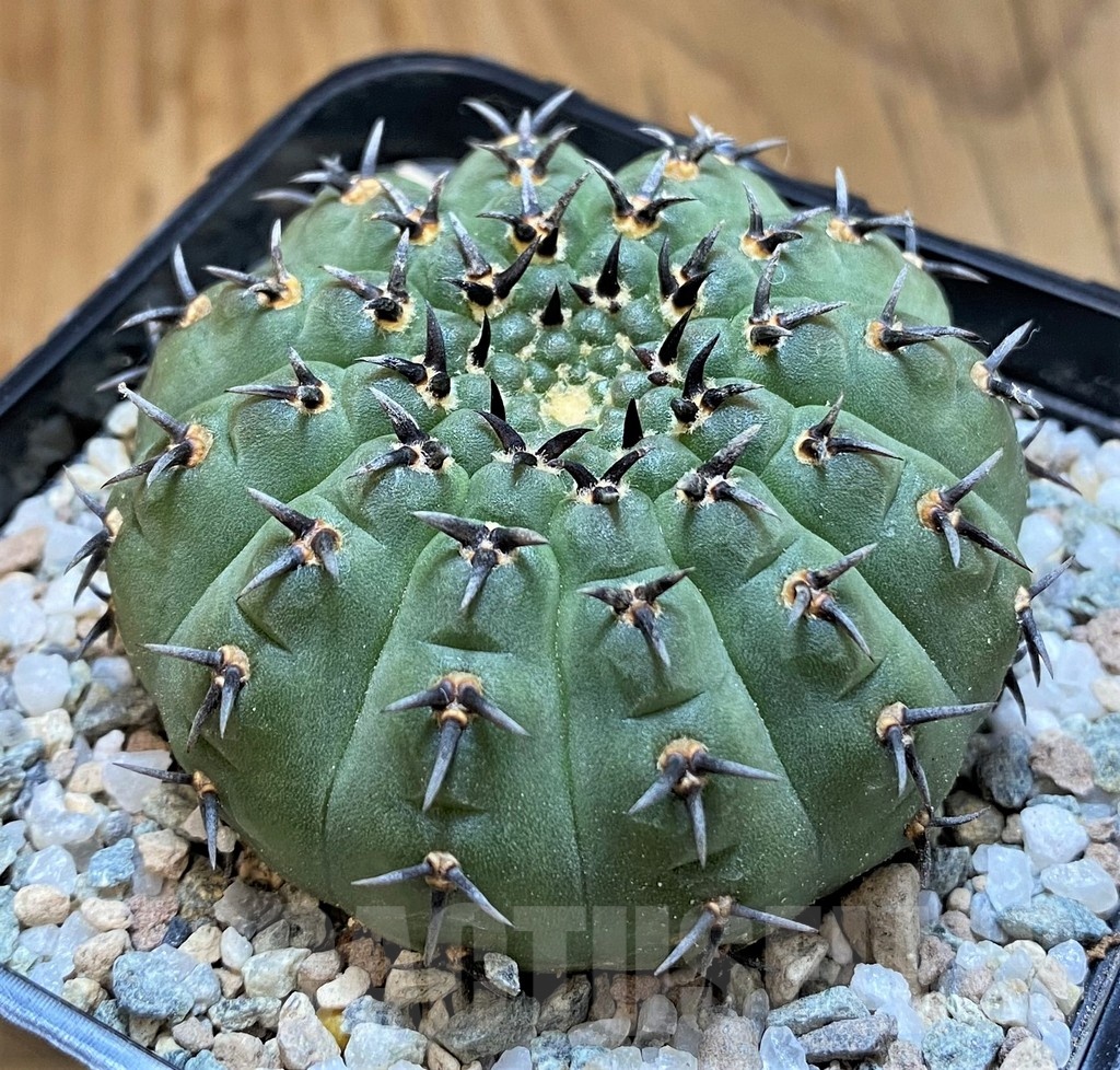 SH21261 Gymnocalycium bodenbenderianum ‘Black Spine’ -Japan- - Image 2