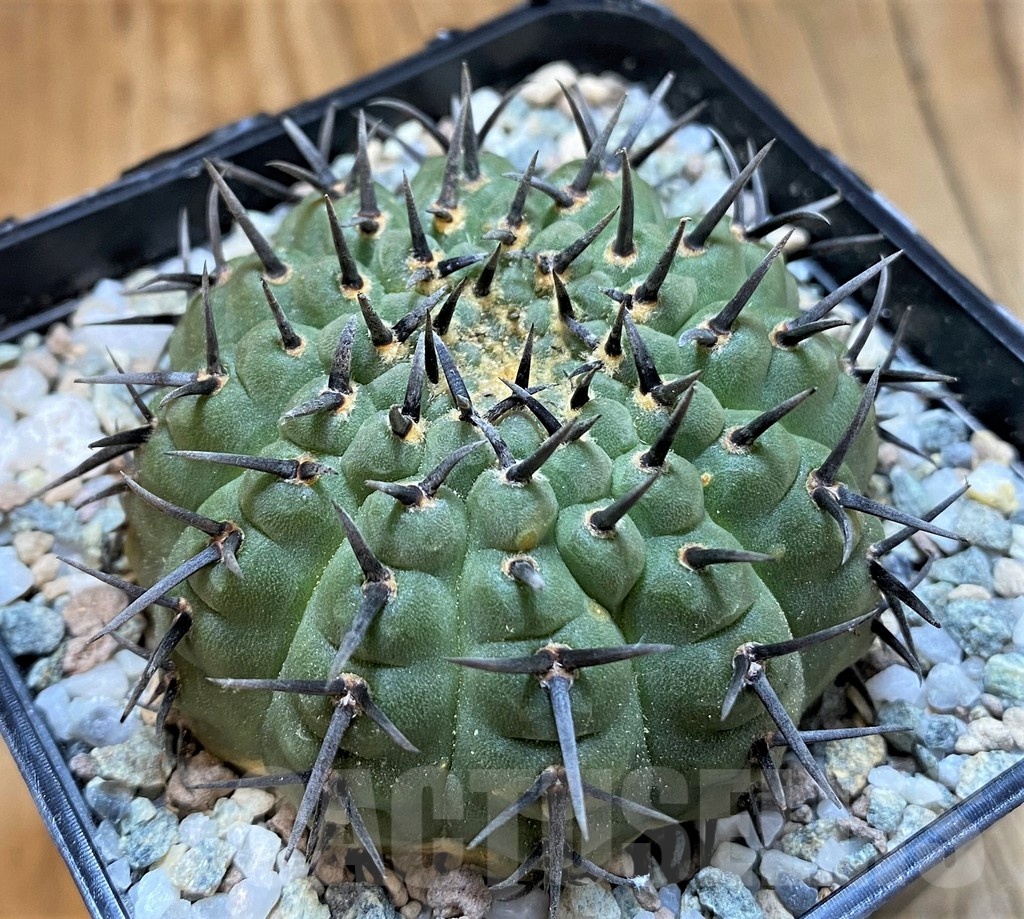 SH21264 Gymnocalycium bodenbenderianum ‘Black Spine’ -Japan- - Image 2