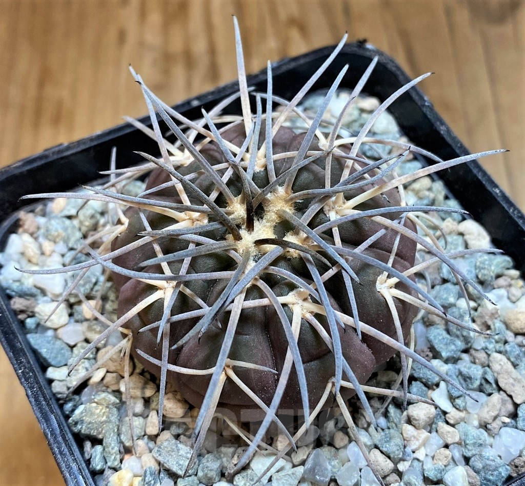 SH21266 Gymnocalycium spegazzinii VG1017 - Image 2