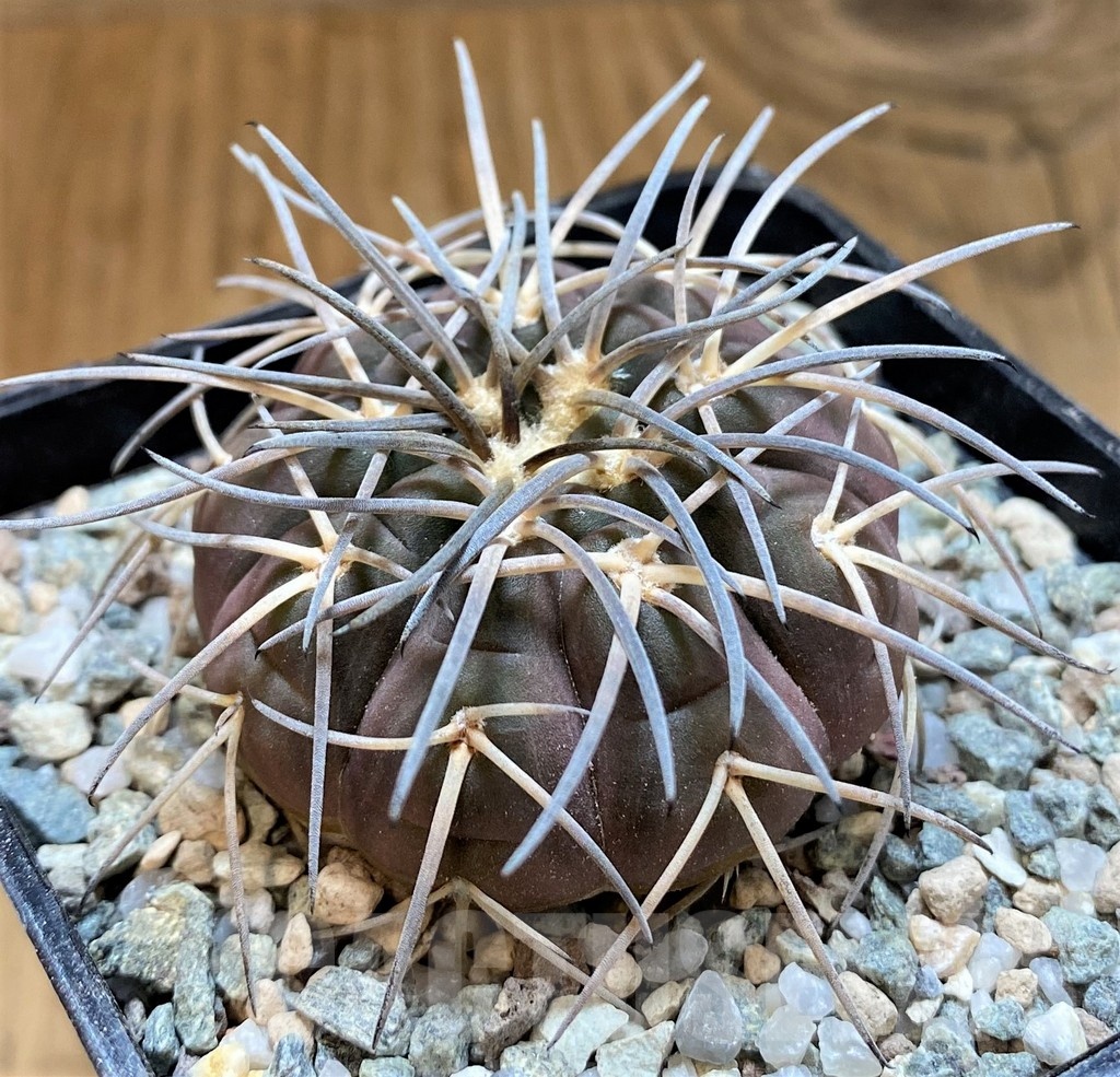 SH21266 Gymnocalycium spegazzinii VG1017