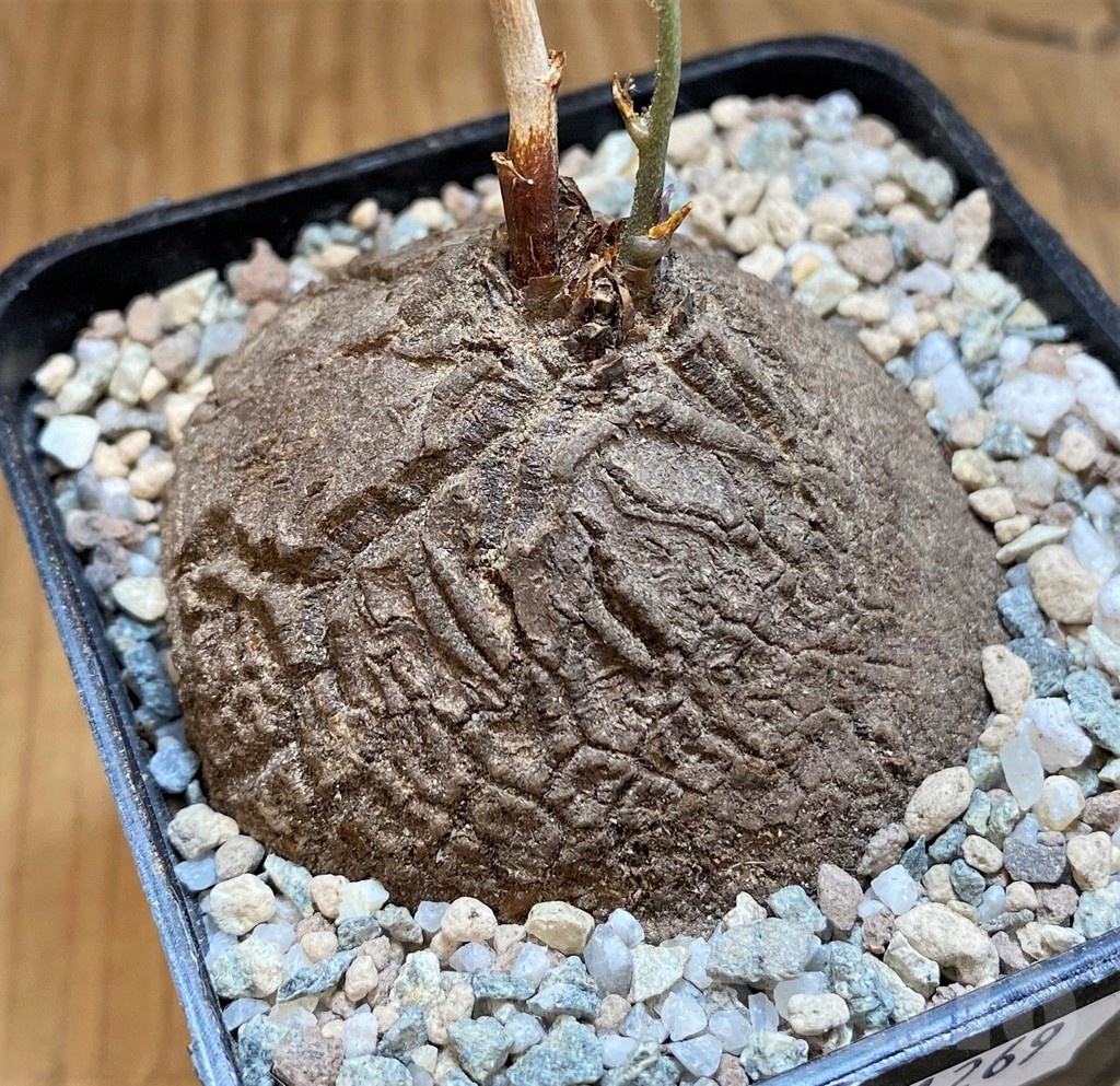 SH21269 Dioscorea sylvatica