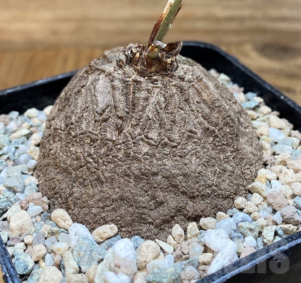 SH21269 Dioscorea sylvatica - Image 2
