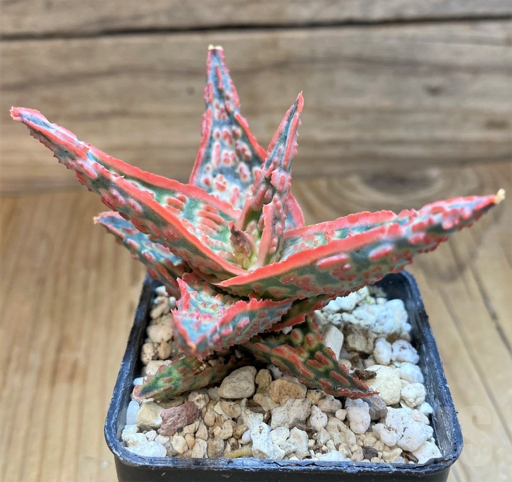 SH21211 Aloe TCT hybrid - Image 2