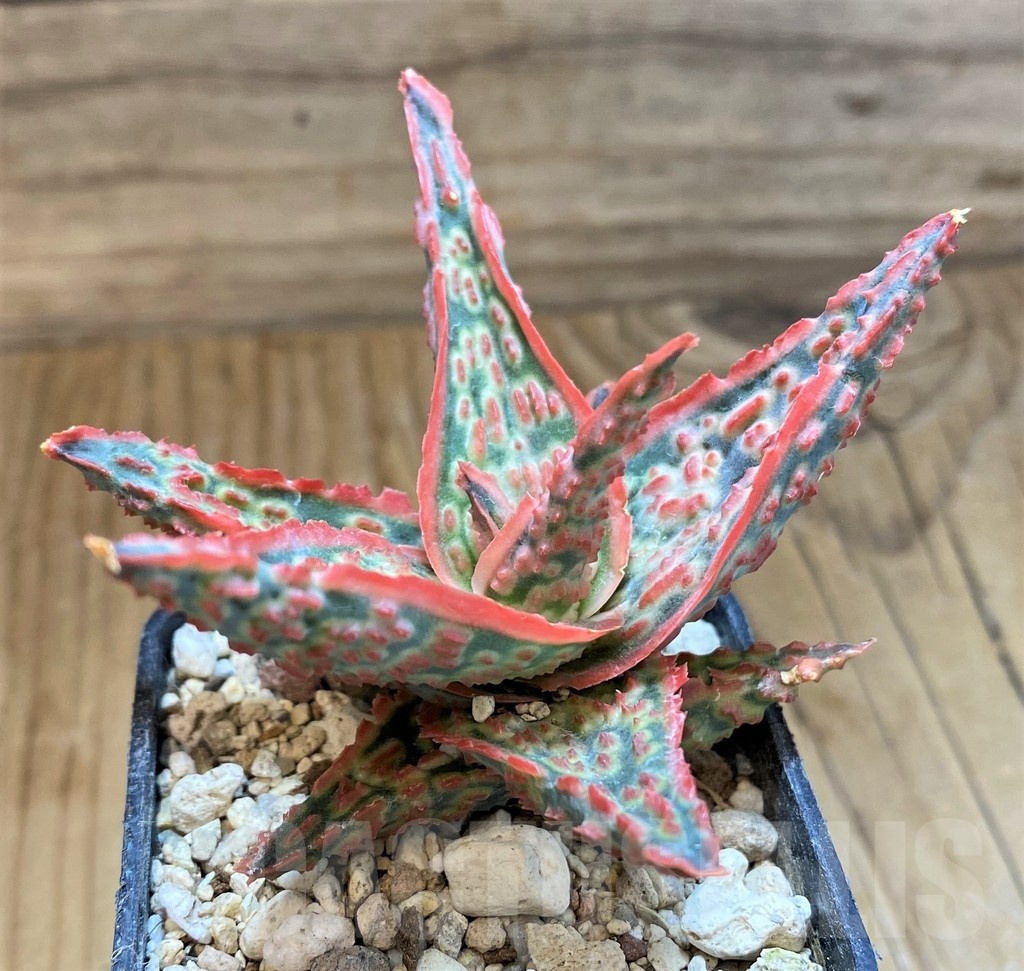 SH21211 Aloe TCT hybrid