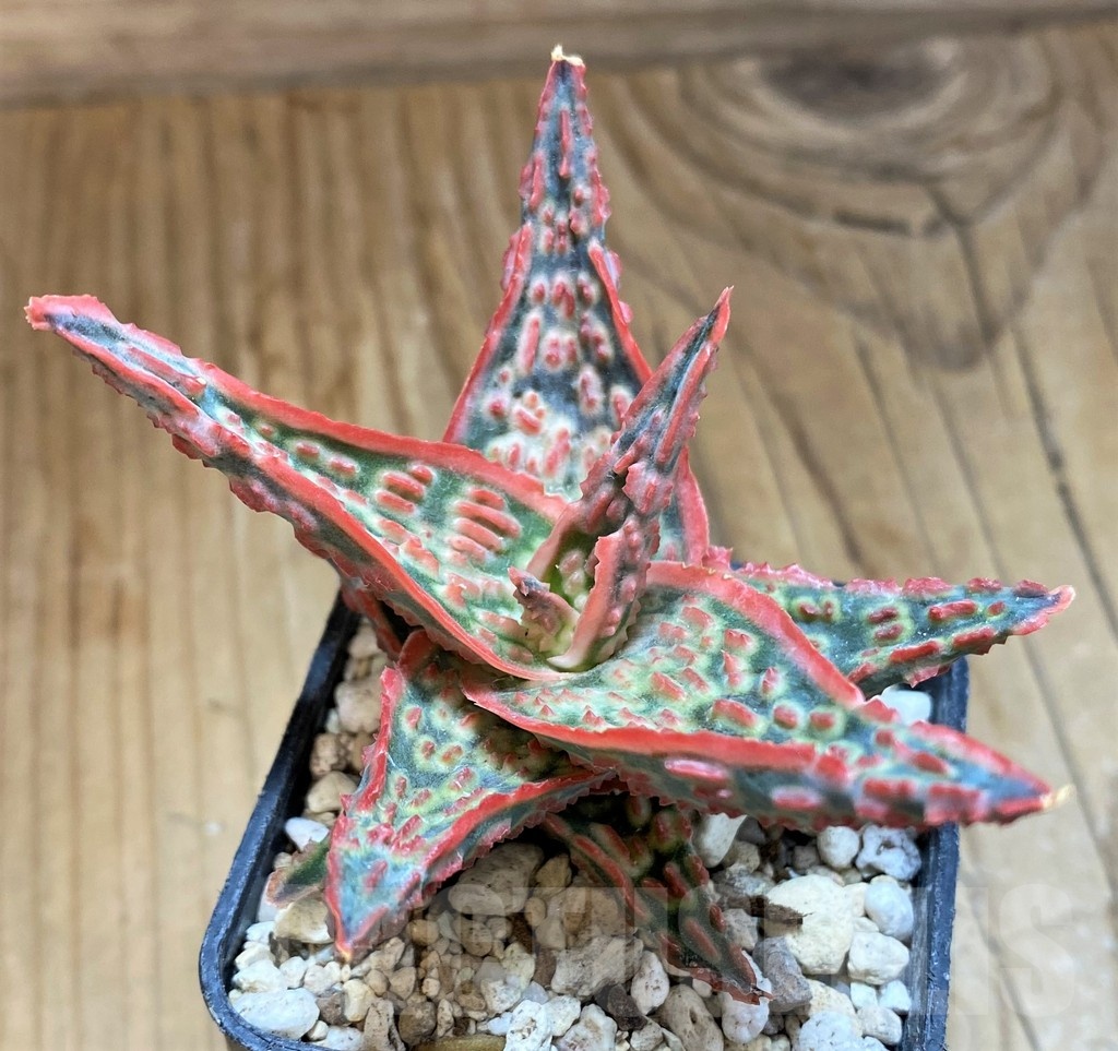 SH21211 Aloe TCT hybrid - Image 3